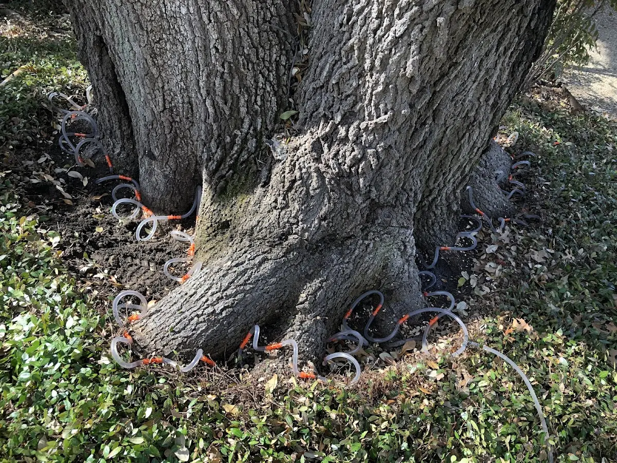 Detailed Tree Cabling and Bracing job site in Romulus