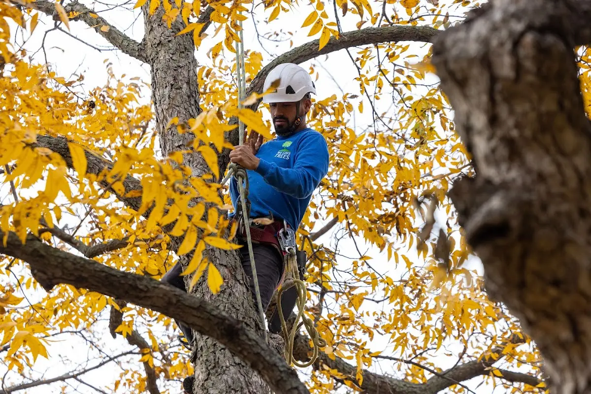 Skilled Dead Tree Removal crew working in Romulus